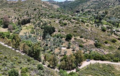 Bodrum Dereköy’de Dere Kenarında Yola Cepheli Müstakil 19.661 m2 Satılık Zeytinlik ~ Modern Çiftlik Yaşamınıza Uygun!