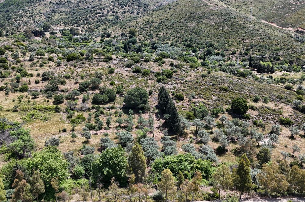 Bodrum Dereköy’de Dere Kenarında Yola Cepheli Müstakil 19.661 m2 Satılık Zeytinlik ~ Modern Çiftlik Yaşamınıza Uygun!