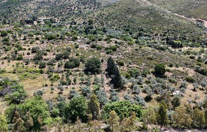 Bodrum Dereköy’de Dere Kenarında Yola Cepheli Müstakil 19.661 m2 Satılık Zeytinlik ~ Modern Çiftlik Yaşamınıza Uygun!