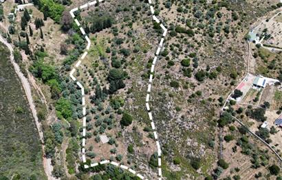 Bodrum Dereköy’de Dere Kenarında Yola Cepheli Müstakil 19.661 m2 Satılık Zeytinlik ~ Modern Çiftlik Yaşamınıza Uygun!