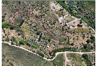 Bodrum Dereköy’de Dere Kenarında Yola Cepheli Müstakil 19.661 m2 Satılık Zeytinlik ~ Modern Çiftlik Yaşamınıza Uygun!