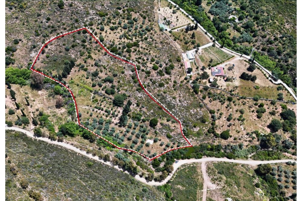 Bodrum Dereköy’de Dere Kenarında Yola Cepheli Müstakil 19.661 m2 Satılık Zeytinlik ~ Modern Çiftlik Yaşamınıza Uygun!