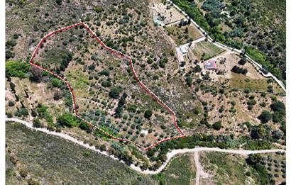 Bodrum Dereköy’de Dere Kenarında Yola Cepheli Müstakil 19.661 m2 Satılık Zeytinlik ~ Modern Çiftlik Yaşamınıza Uygun!