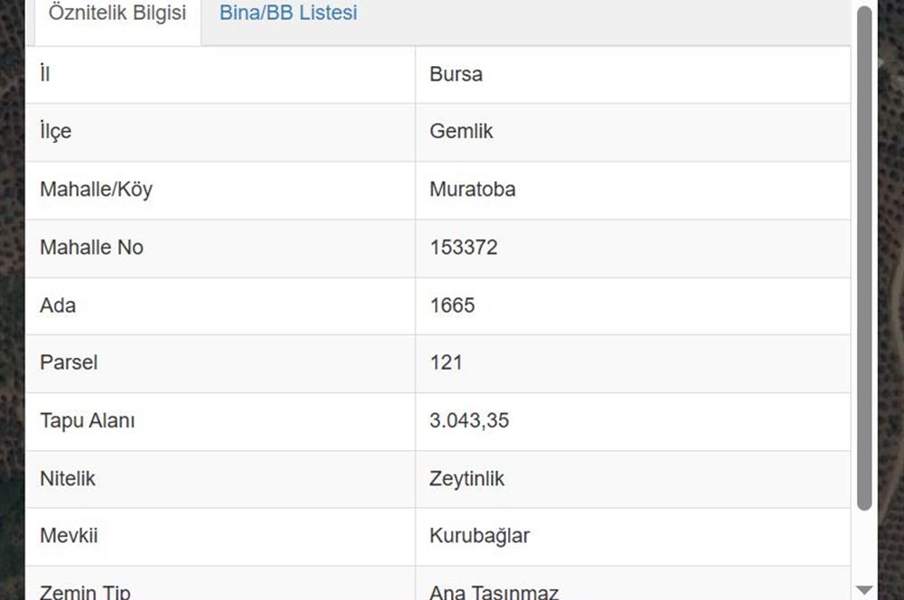 C21 Cius; Muratoba'da Zeytinlik 3043 m2