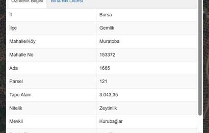 C21 Cius; Muratoba'da Zeytinlik 3043 m2