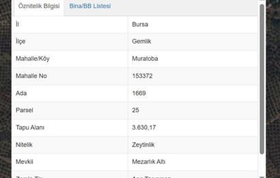 C21 Cius; Muratoba'da Fırsat ZeytinlikYolu Var