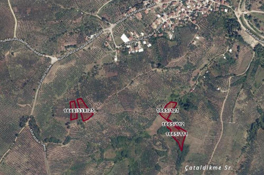 C21 Cius; Muratoba'da 2048 m2 Zeytinlik