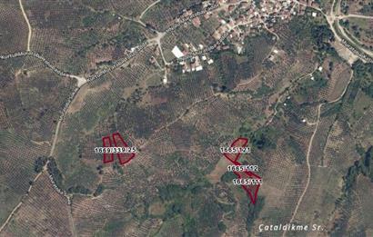 C21 Cius; Muratoba'da 2048 m2 Zeytinlik