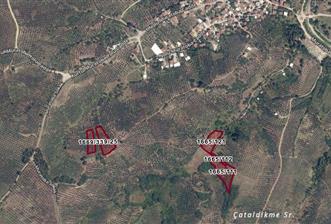 C21 Cius; Muratoba'da 2048 m2 Zeytinlik