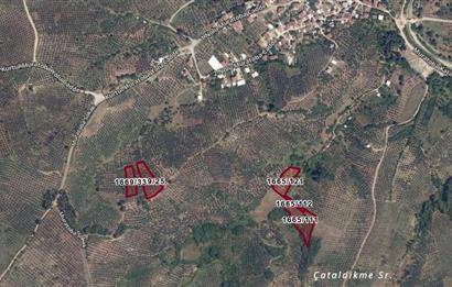 C21 Cius; Muratoba'da 2048 m2 Zeytinlik