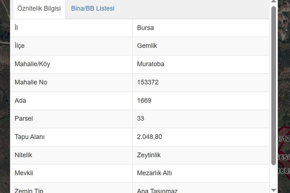 C21 Cius; Muratoba'da 2048 m2 Zeytinlik