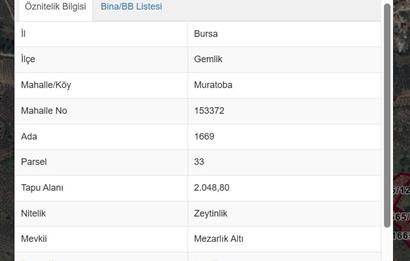 C21 Cius; Muratoba'da 2048 m2 Zeytinlik