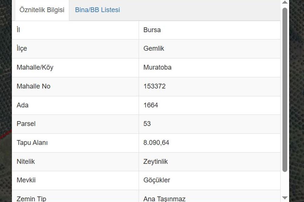 C21 Cius; Muratoba'da 8090 m2 Zeytinlik