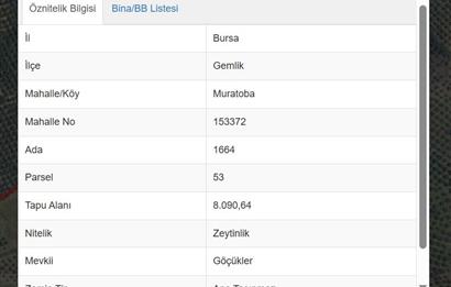 C21 Cius; Muratoba'da 8090 m2 Zeytinlik