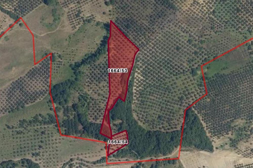 C21 Cius; Muratoba Köyünde 1318 m2