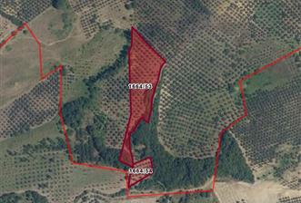C21 Cius; Muratoba'da 8090 m2 Zeytinlik
