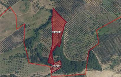 C21 Cius; Muratoba'da 8090 m2 Zeytinlik