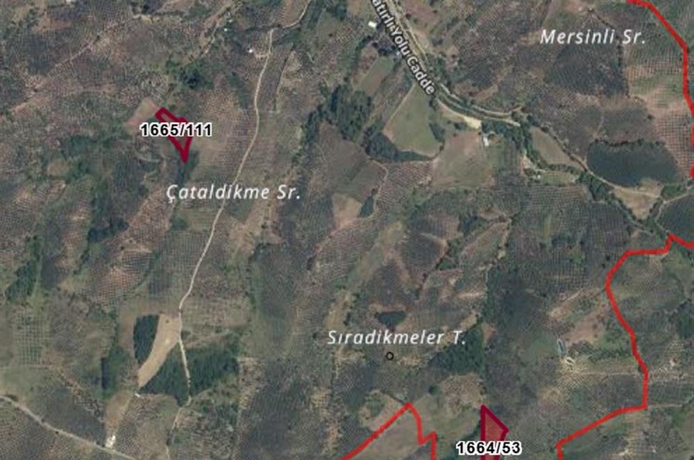 C21 Cius; Muratoba'da Fırsat Zeytinlik 4751 m2