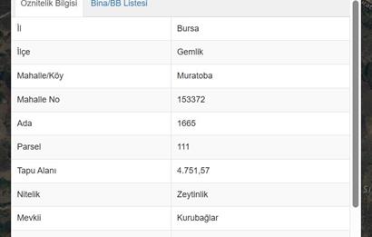 C21 Cius; Muratoba'da Fırsat Zeytinlik 4751 m2