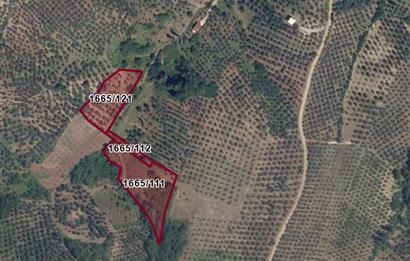 C21 Cius; Muratoba'da Zeytinlik 3043 m2
