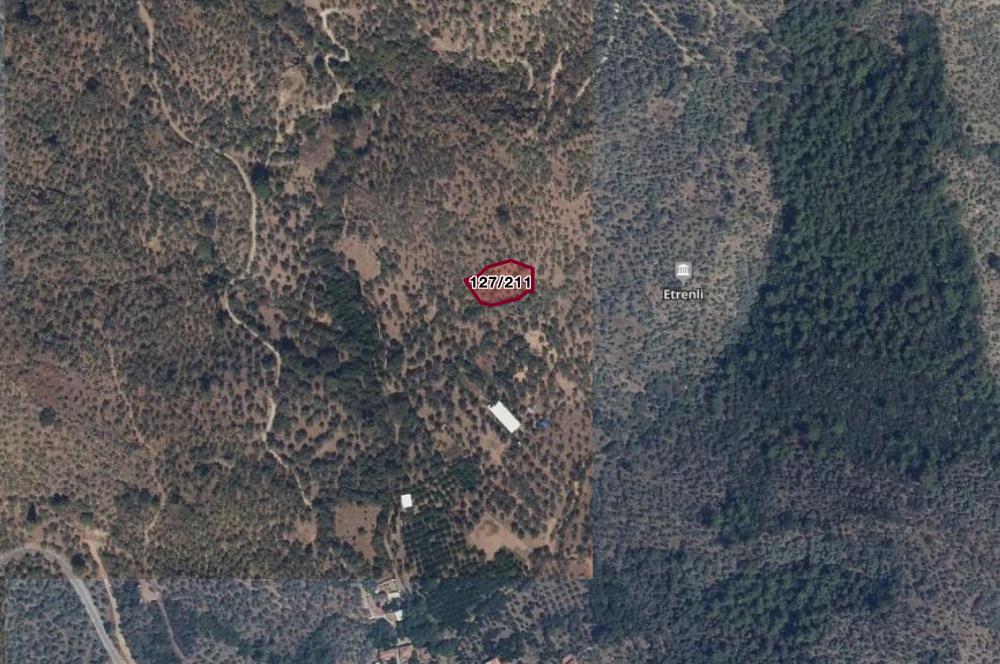 Milas Etrenli Köyü Zeytinlik Satılık Arsa