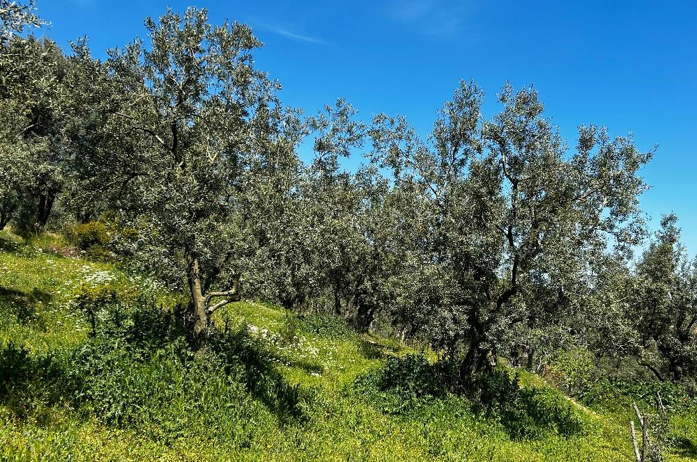C21 Cius; Gedelek Muhteşem Doğa ve Göl Manzaralı Zeytinlik