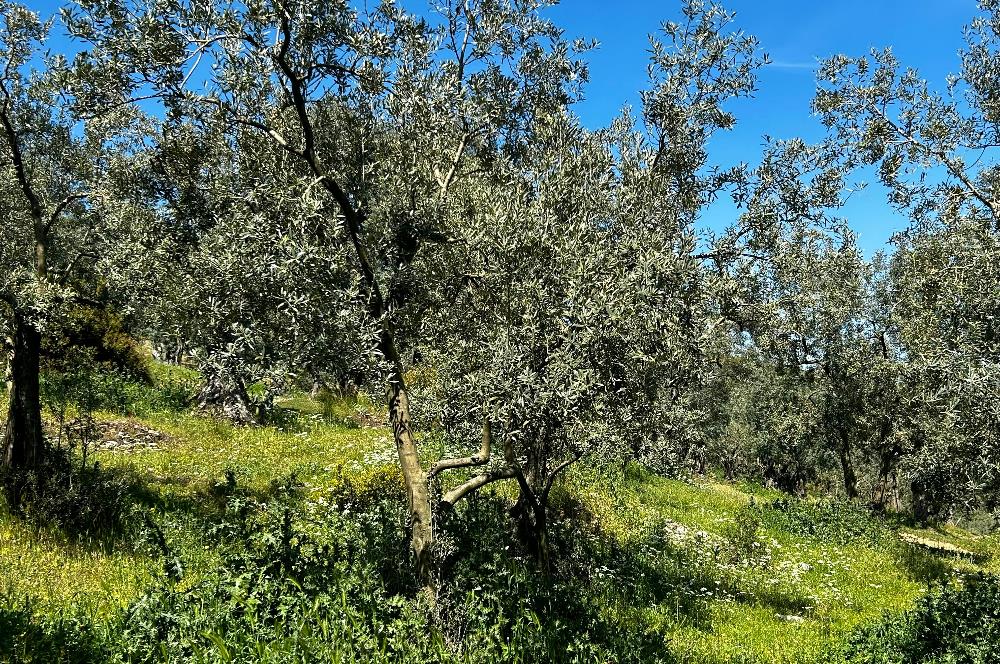 C21 Cius; Gedelek Muhteşem Doğa ve Göl Manzaralı Zeytinlik