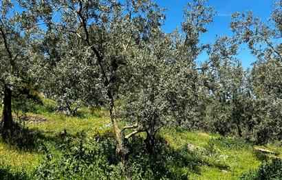 C21 Cius; Gedelek Muhteşem Doğa ve Göl Manzaralı Zeytinlik