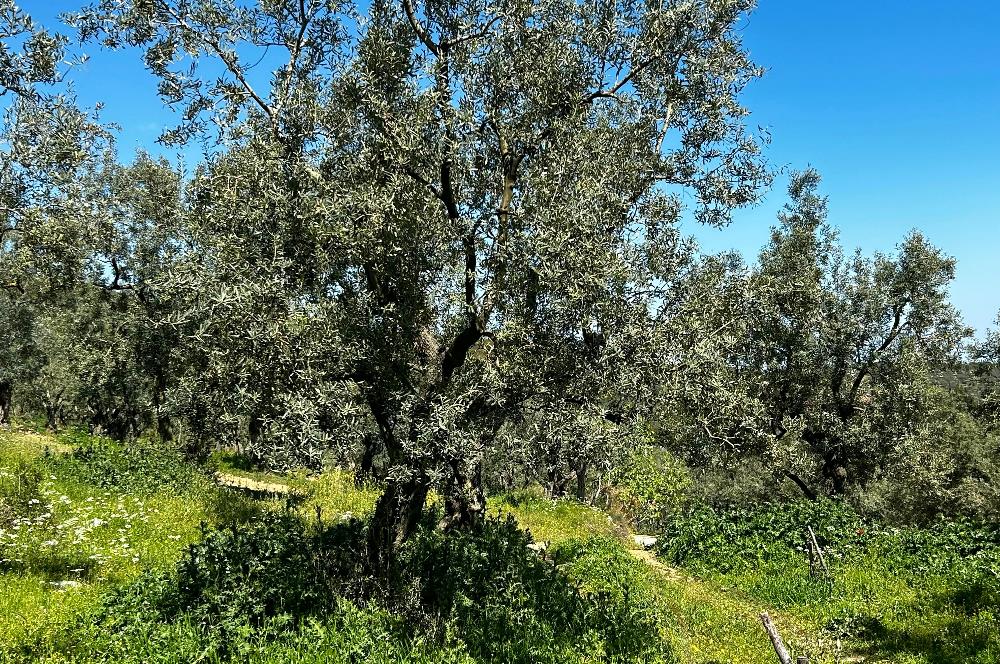C21 Cius; Gedelek Muhteşem Doğa ve Göl Manzaralı Zeytinlik