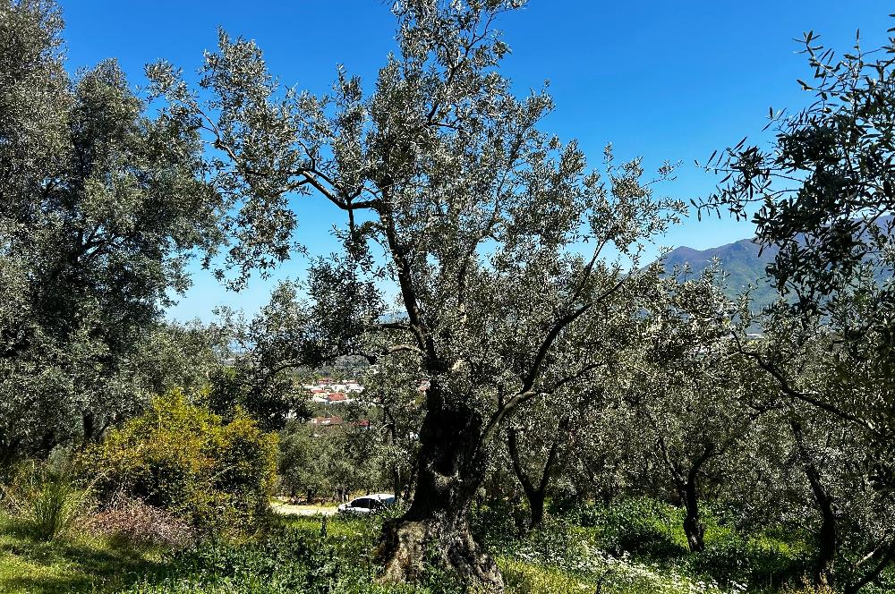 C21 Cius; Gedelek Muhteşem Doğa ve Göl Manzaralı Zeytinlik
