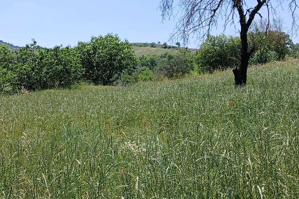 C21 LOCA'DAN BALIKESİR ESENLİ'DE SATILIK 892m2 HOBİ BAHÇELİK BAĞ