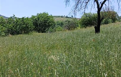 C21 LOCA'DAN BALIKESİR ESENLİ'DE SATILIK 892m2 HOBİ BAHÇELİK BAĞ