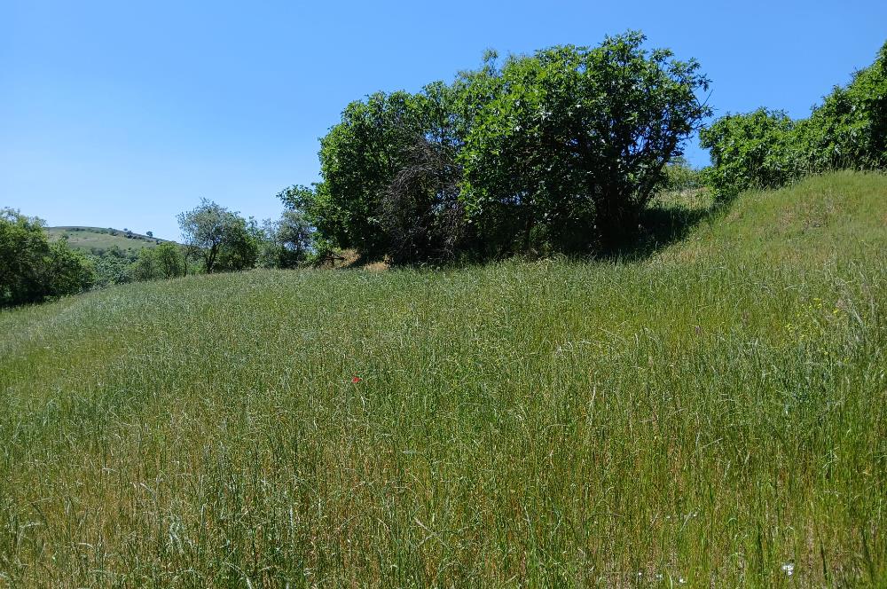 C21 LOCA'DAN BALIKESİR ESENLİ'DE SATILIK 892m2 HOBİ BAHÇELİK BAĞ