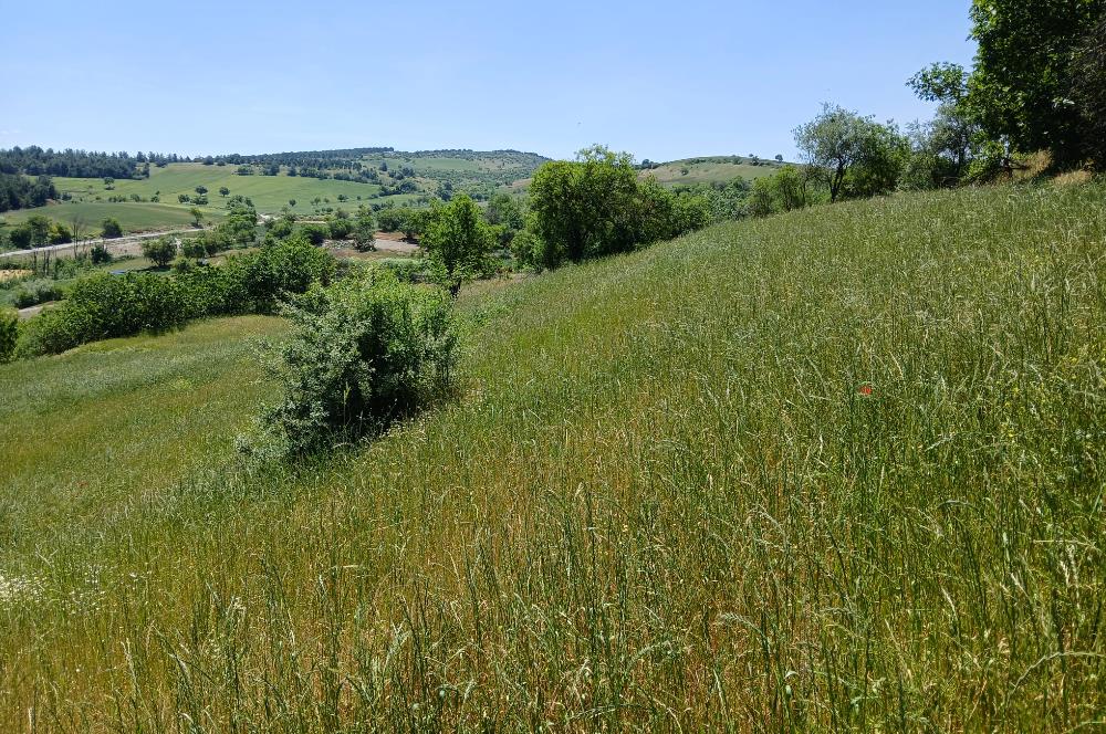 C21 LOCA'DAN BALIKESİR ESENLİ'DE SATILIK 892m2 HOBİ BAHÇELİK BAĞ