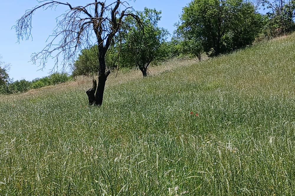C21 LOCA'DAN BALIKESİR ESENLİ'DE SATILIK 892m2 HOBİ BAHÇELİK BAĞ
