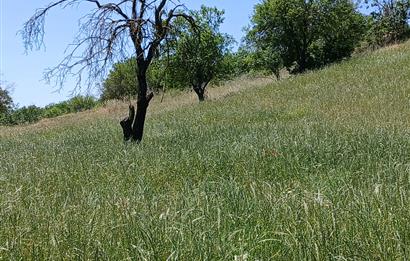 C21 LOCA'DAN BALIKESİR ESENLİ'DE SATILIK 892m2 HOBİ BAHÇELİK BAĞ
