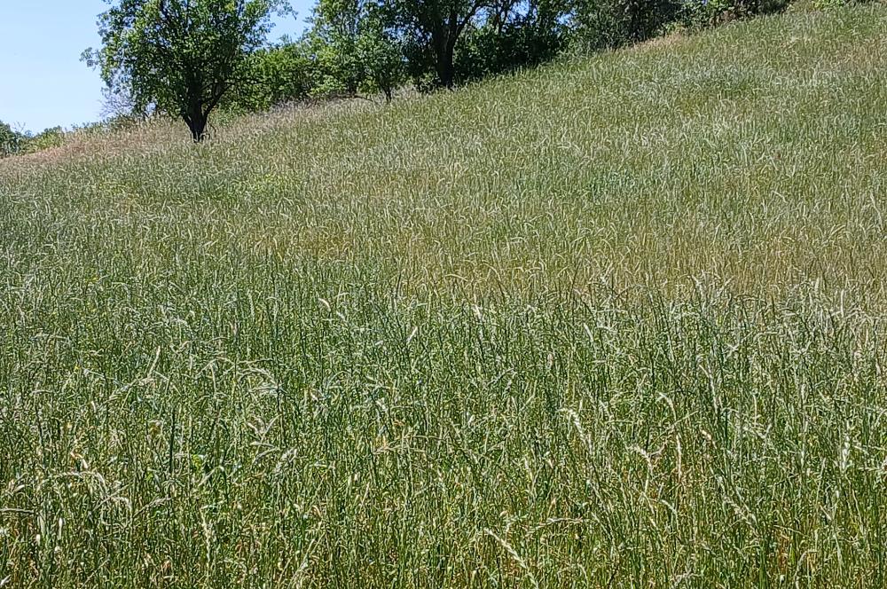 C21 LOCA'DAN BALIKESİR ESENLİ'DE SATILIK 892m2 HOBİ BAHÇELİK BAĞ