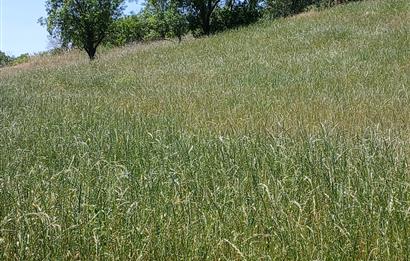 C21 LOCA'DAN BALIKESİR ESENLİ'DE SATILIK 892m2 HOBİ BAHÇELİK BAĞ