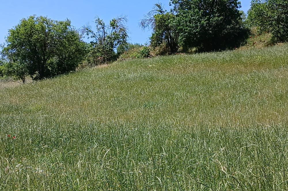 C21 LOCA'DAN BALIKESİR ESENLİ'DE SATILIK 892m2 HOBİ BAHÇELİK BAĞ