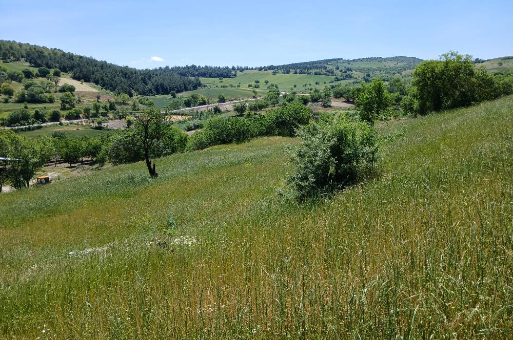 C21 LOCA'DAN BALIKESİR ESENLİ'DE SATILIK 892m2 HOBİ BAHÇELİK BAĞ