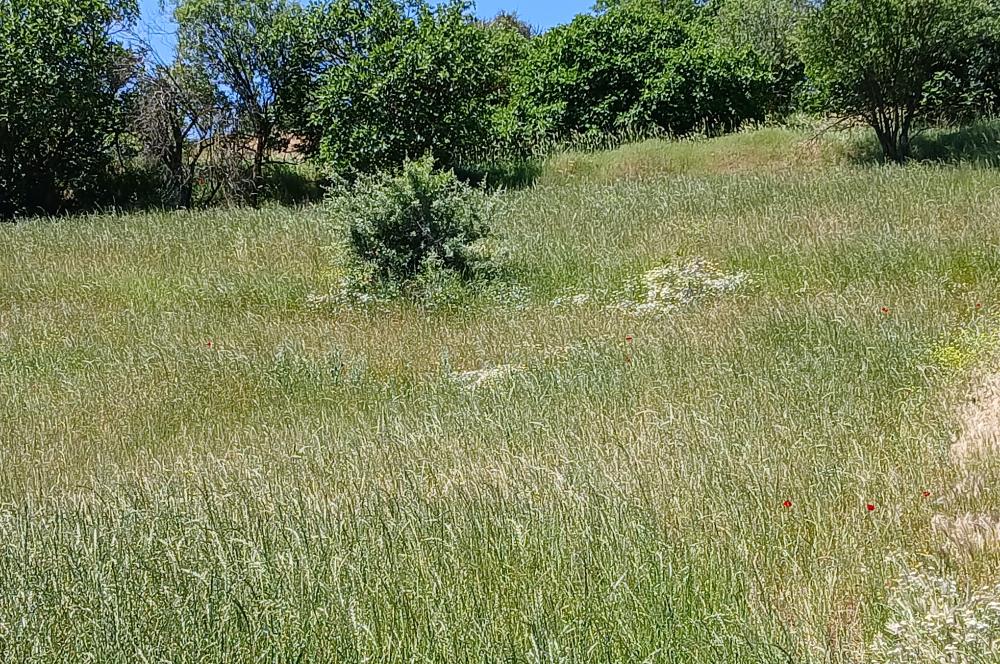 C21 LOCA'DAN BALIKESİR ESENLİ'DE SATILIK 892m2 HOBİ BAHÇELİK BAĞ