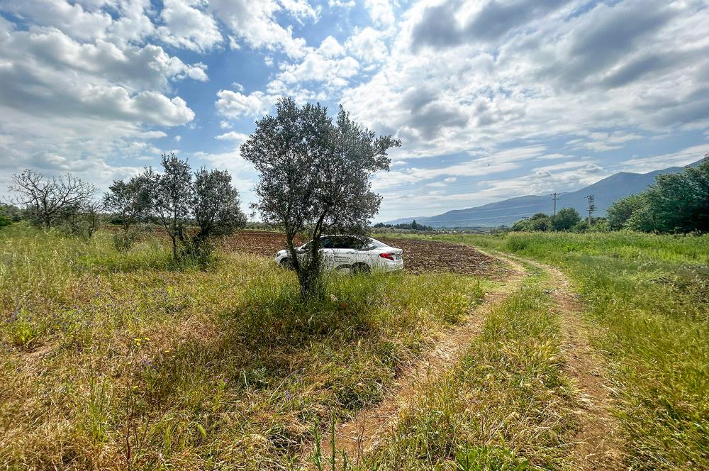 C21 Cius; Gedelek'te Ulaşımı Kolay Tarla Zeytinlik 5 dönüm
