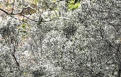 C21 Cius ; Küçük Kumla Mahallesinde 929 m2 Satılık Zeytinlik