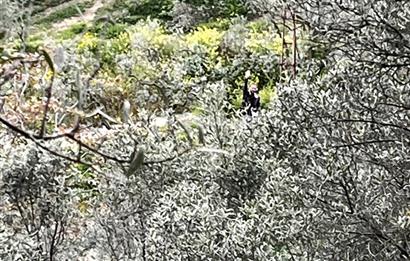C21 Cius ; Küçük Kumla Mahallesinde 929 m2 Satılık Zeytinlik