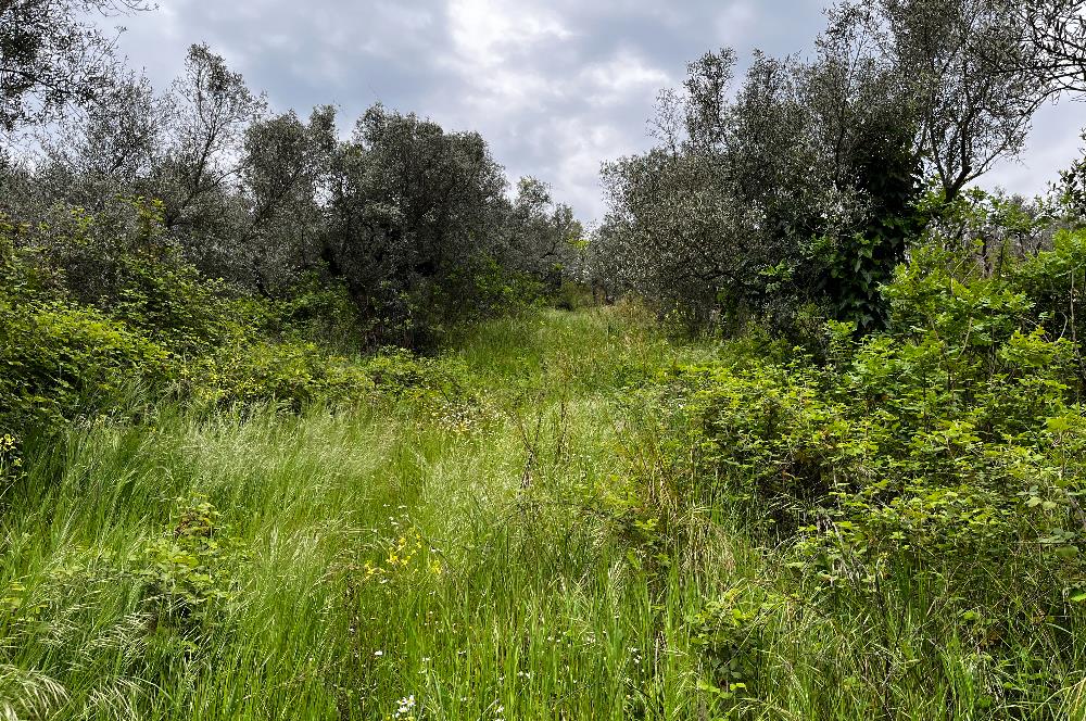 C21 Cius ; Küçük Kumla Mahallesinde 929 m2 Satılık Zeytinlik