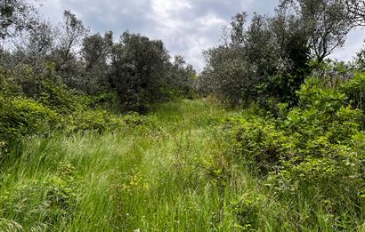 C21 Cius ; Küçük Kumla Mahallesinde 929 m2 Satılık Zeytinlik