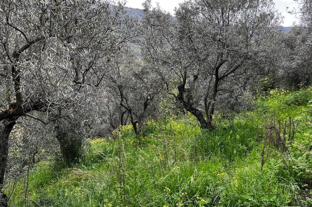 C21 Cius ; Küçük Kumla Mahallesinde 929 m2 Satılık Zeytinlik