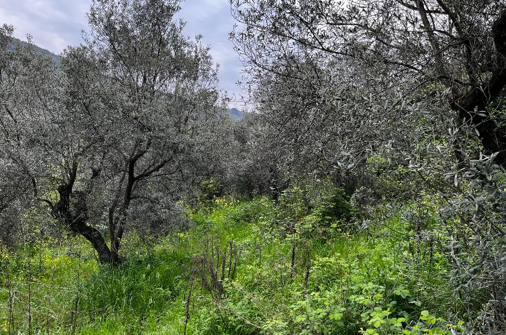 C21 Cius ; Küçük Kumla Mahallesinde 929 m2 Satılık Zeytinlik