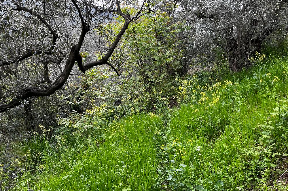 C21 Cius ; Küçük Kumla Mahallesinde 929 m2 Satılık Zeytinlik