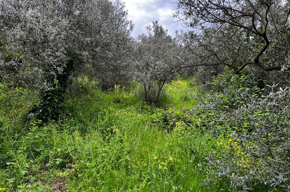 C21 Cius ; Küçük Kumla Mahallesinde 929 m2 Satılık Zeytinlik